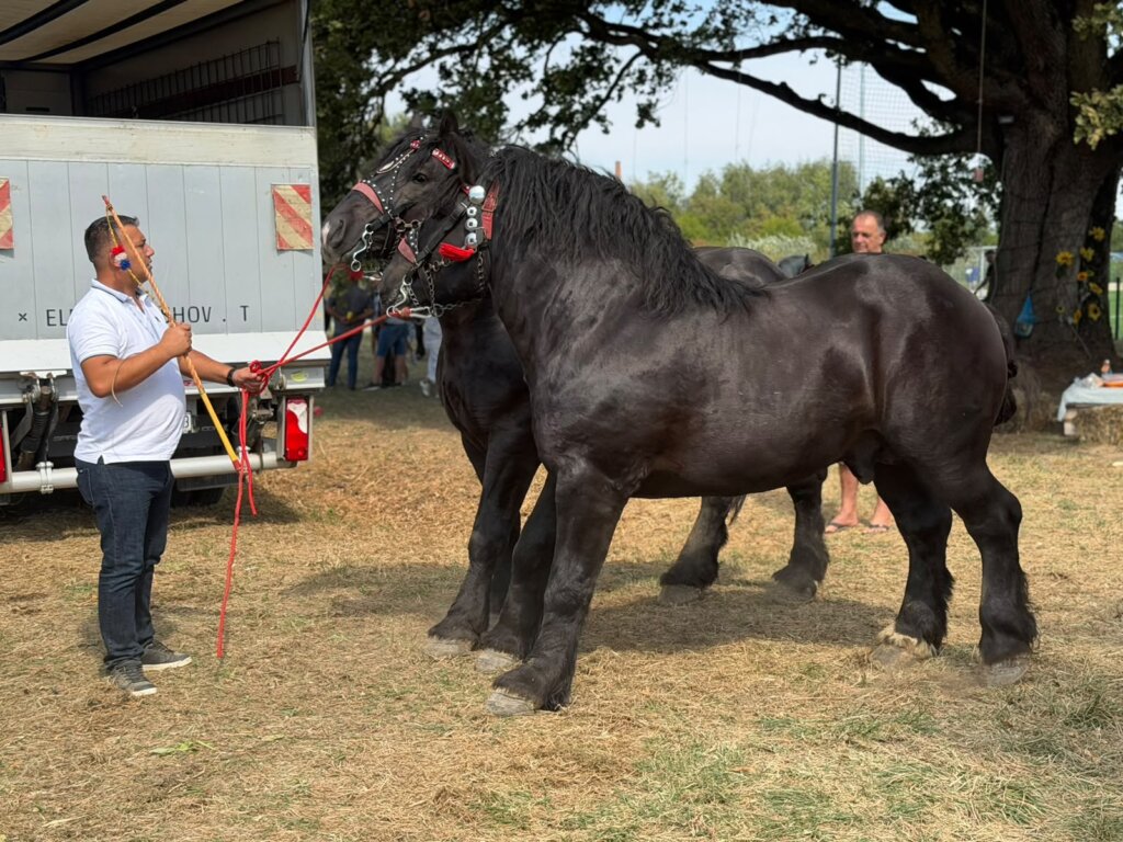 IZLOŽBA KONJA KLOŠTAR 2026 09 05 12 52 07 (35)