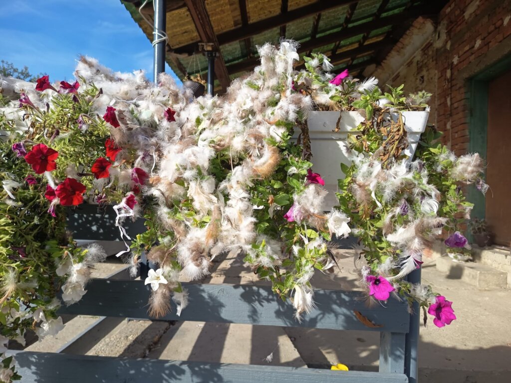Image4